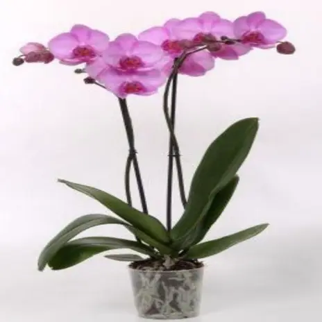 plantas flores zaira